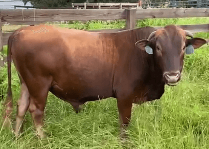 Three-year-old red Mashona bull in an Ayavalla pasture.