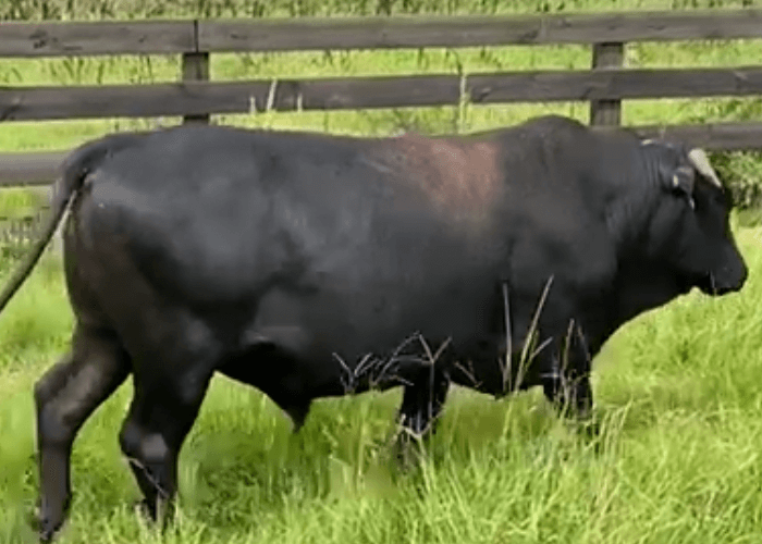 Three-year-old black Mashona bull in an Ayavalla pasture.